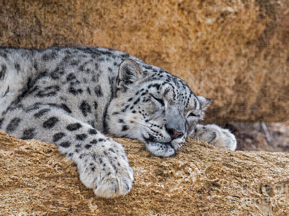 Picture Poster Cat Animal Framed Print Snow Leopard Cub Relaxing in the Snow